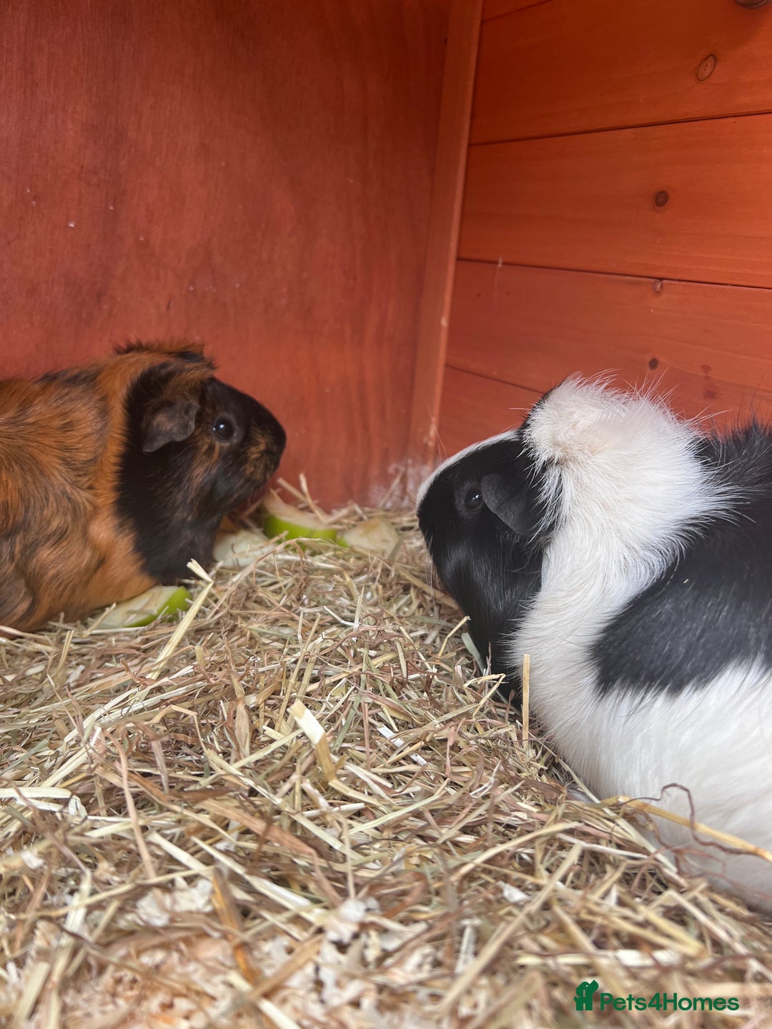 Guinea Pig rodents for sale: 2 female guinea pigs - Image 2