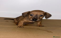 Dachshund dogs for sale: Dachshund Puppies - Image 2