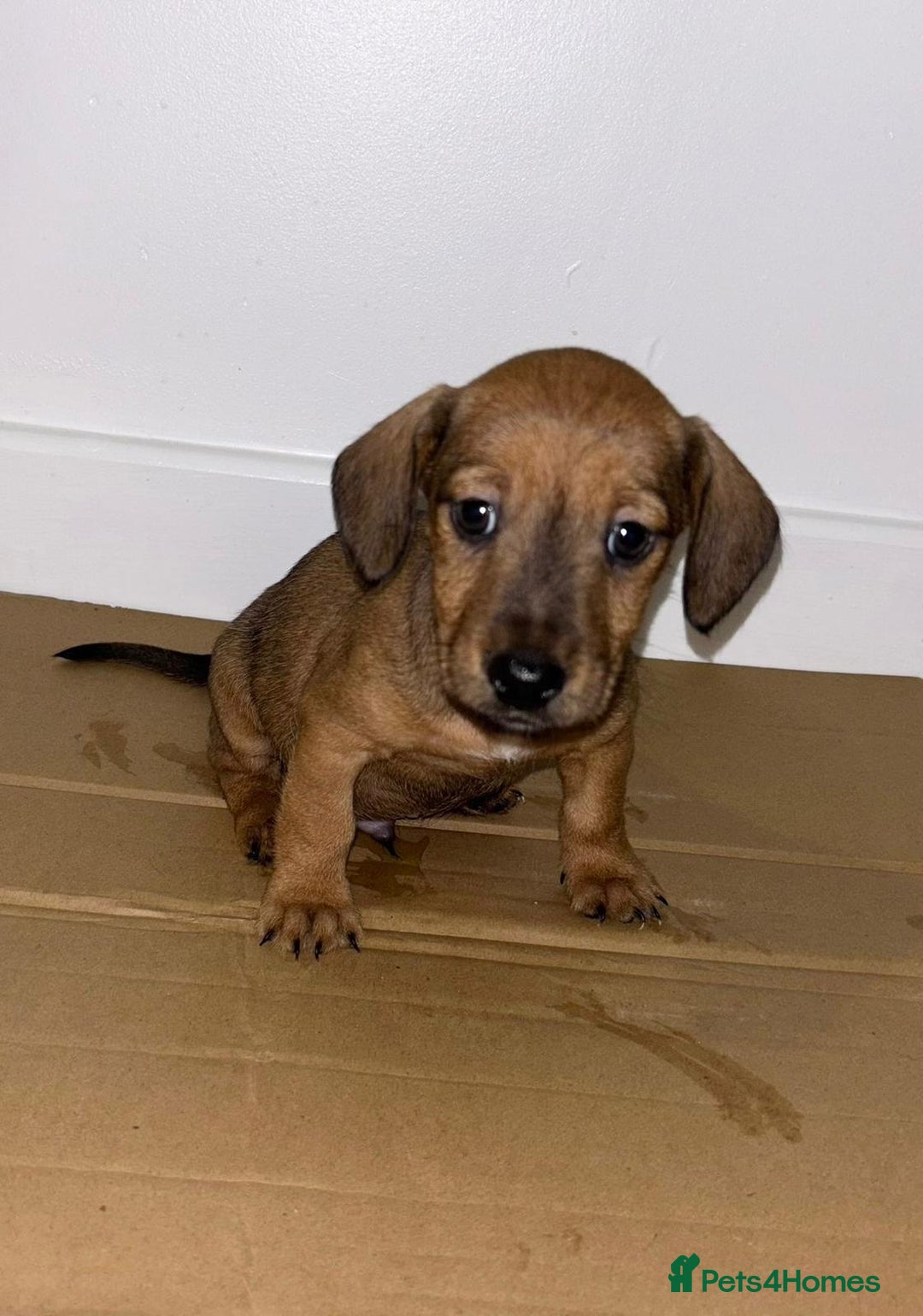 Dachshund dogs for sale: Dachshund Puppies - Image 2