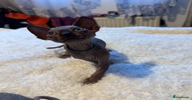 Sphynx cats - Advert 4