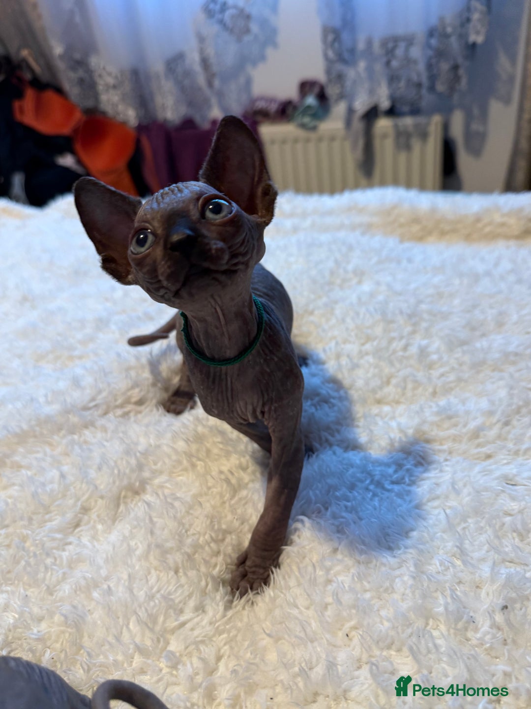 Sphynx cats for sale: 6 adorable sphinx kittens for sale  - Image 2
