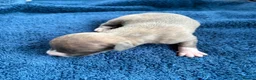 Whippet dogs for sale: 💕⭐️KC WHIPPET PUPS⭐️ 💕 - Advert 26