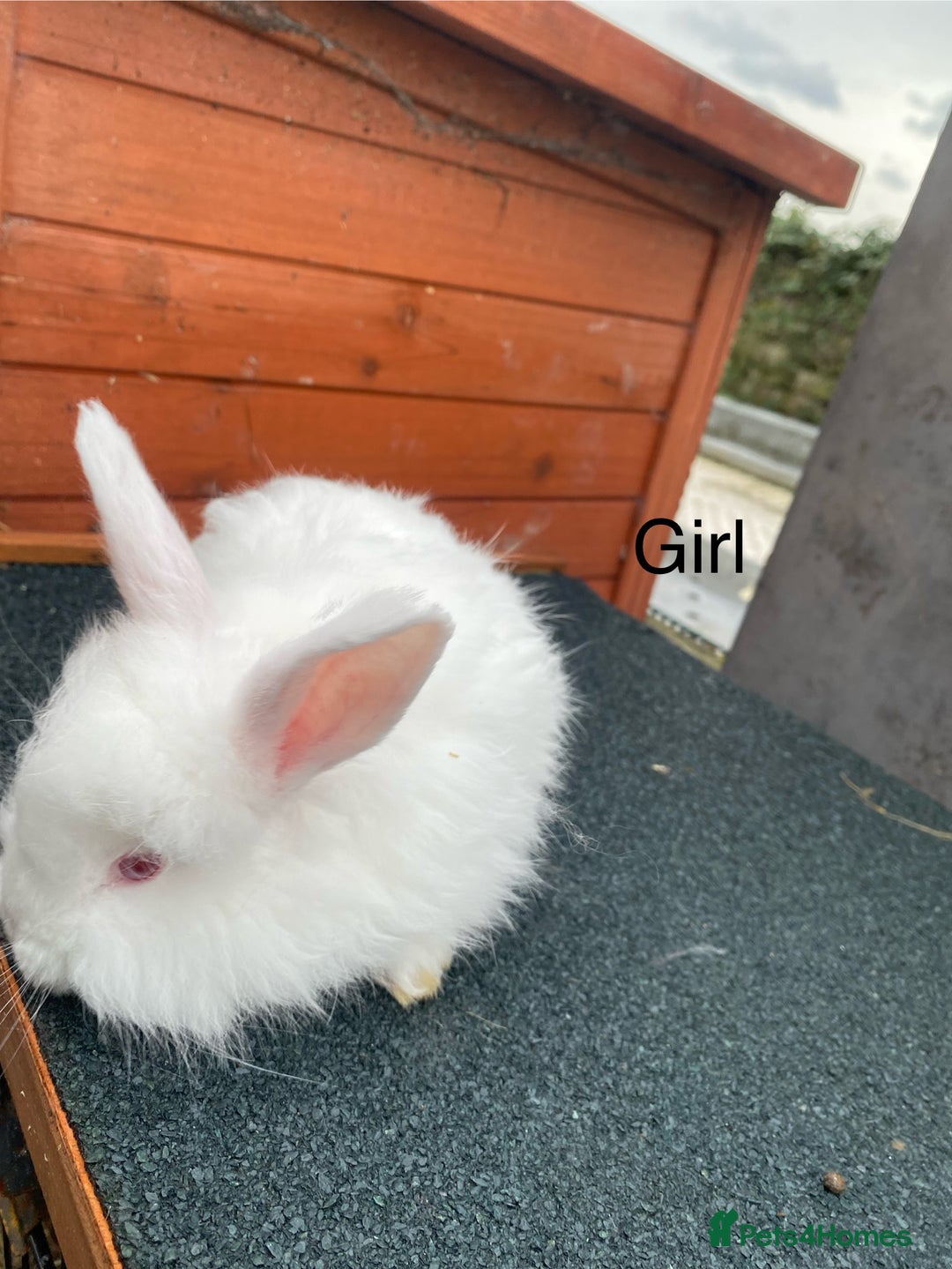Angora rabbits for sale: Baby angoras - Image 11