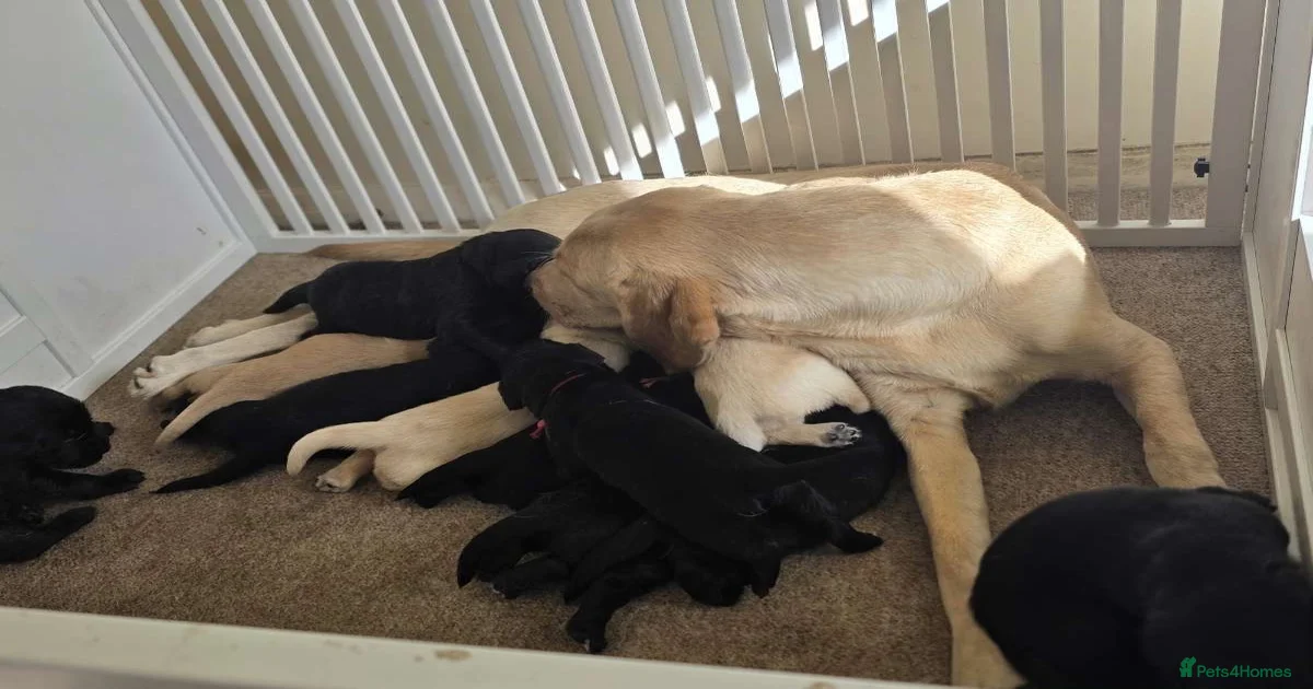 Black lab Labrador Retriever Puppies for sale | Pets4Homes