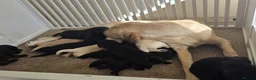 Labrador Retriever dogs for sale: Labrador  - Advert 1