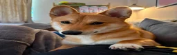 Mixed Breed dogs for sale: Corgi Inu - Advert 2