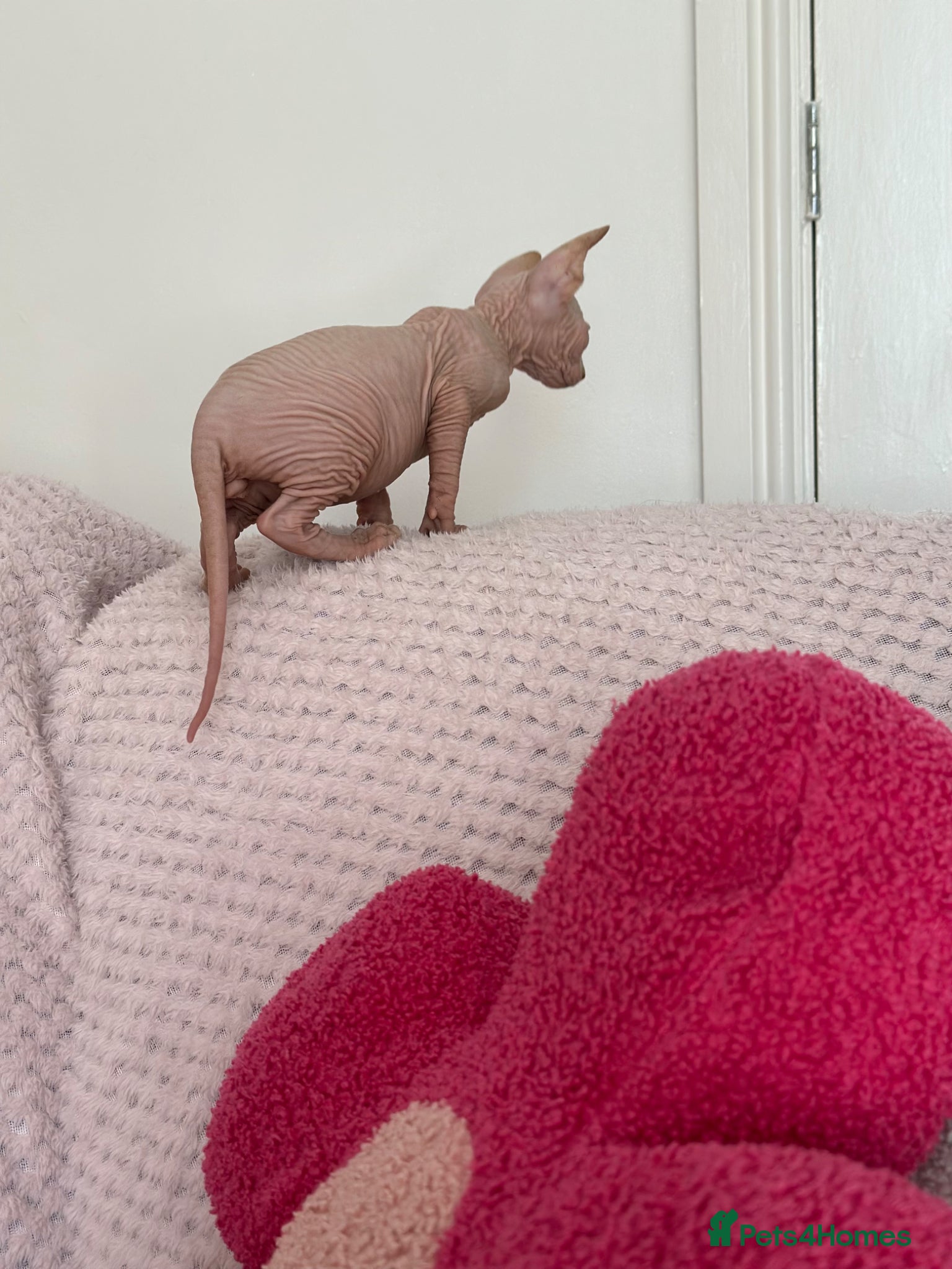 Sphynx cats Canadian sphynx kittens  - Advert 2