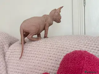 Sphynx cats Canadian sphynx kittens - Advert 2