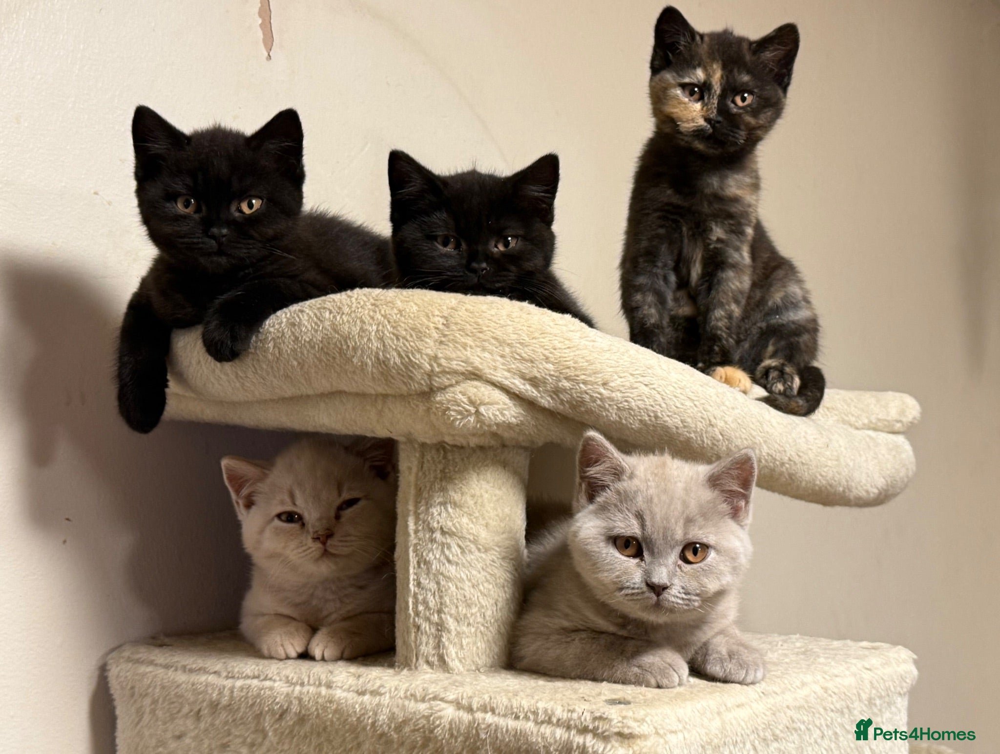 British Shorthair cats GCCF BSH Kittens - Champion Bloodlines - Advert 9