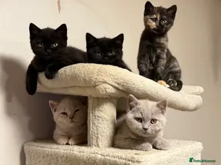 British Shorthair cats GCCF BSH Kittens - Champion Bloodlines - Advert 16