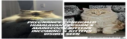 Mixed Breed cats for sale: *** BOTH RESERVED *** Himalayan x Mainecoon  - Advert 20