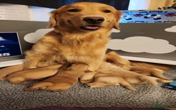 Golden Retriever dogs for sale: Lovable Kc Golden Retriever Puppies Available Now - Image 2