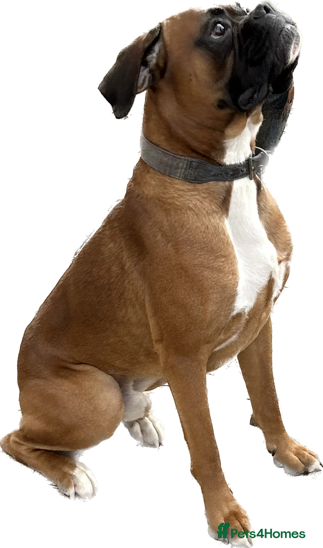 Boxer dogs for stud: Proven Handsome KC reg boxer-Heart score 0 in Tredegar - Advert 16