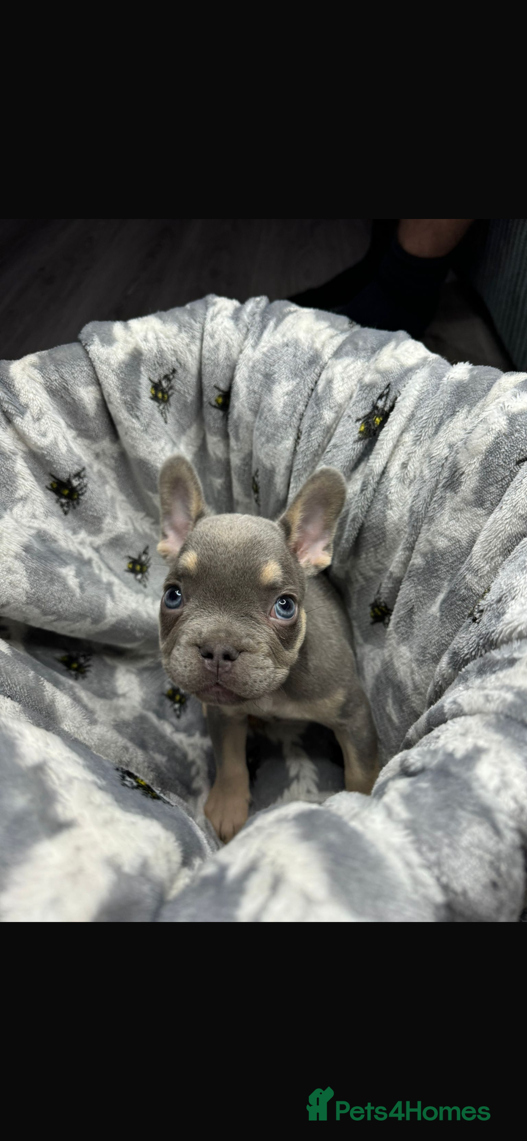 French Bulldog dogs for sale: fluffy French bulldogs  - Image 5