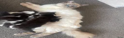 Ragdoll cats for sale: Beautiful Ragdoll Cross Kittens 🐾 - Advert 6