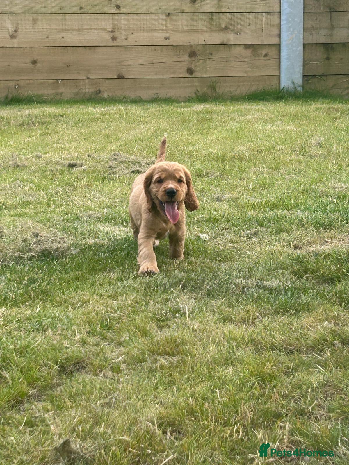 Cocker Spaniel dogs Golden Show type Cocker Spaniel pup - Last Girl - Advert 9