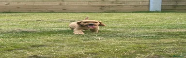 Cocker Spaniel 6