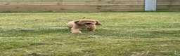 Cocker Spaniel dogs for sale: Golden Show type Cocker Spaniel puppies - Advert 21