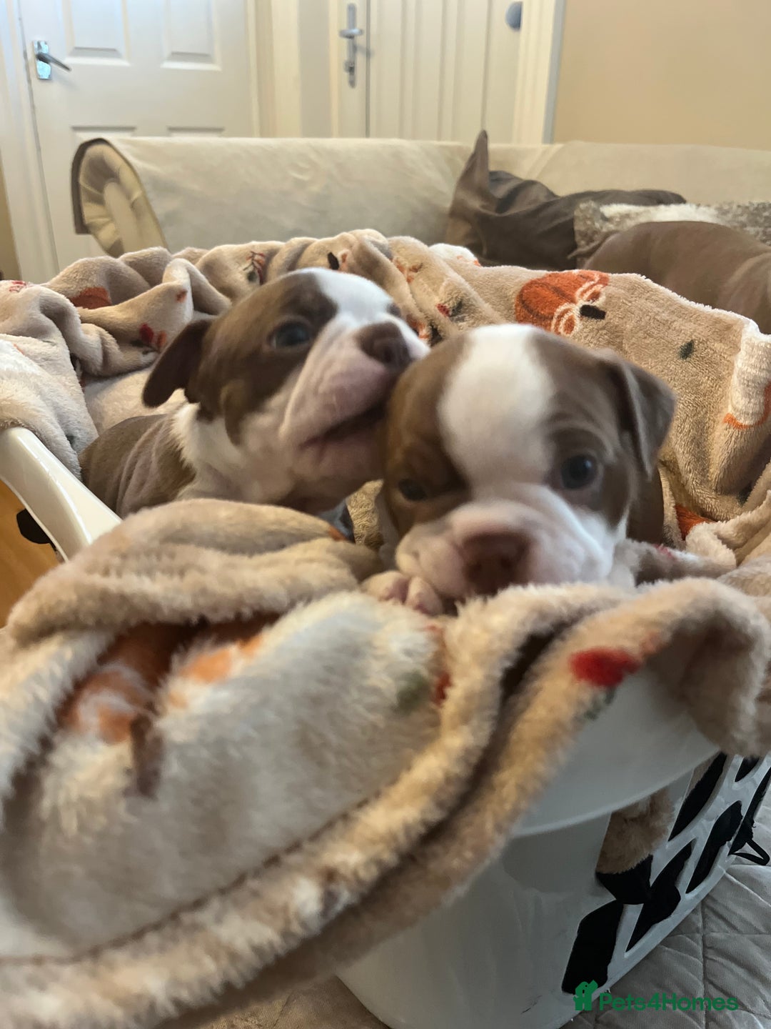 Boston Terrier dogs for sale: Stunning Bostons *1 BEAUTIFUL BOY REMAINING* - Advert 6