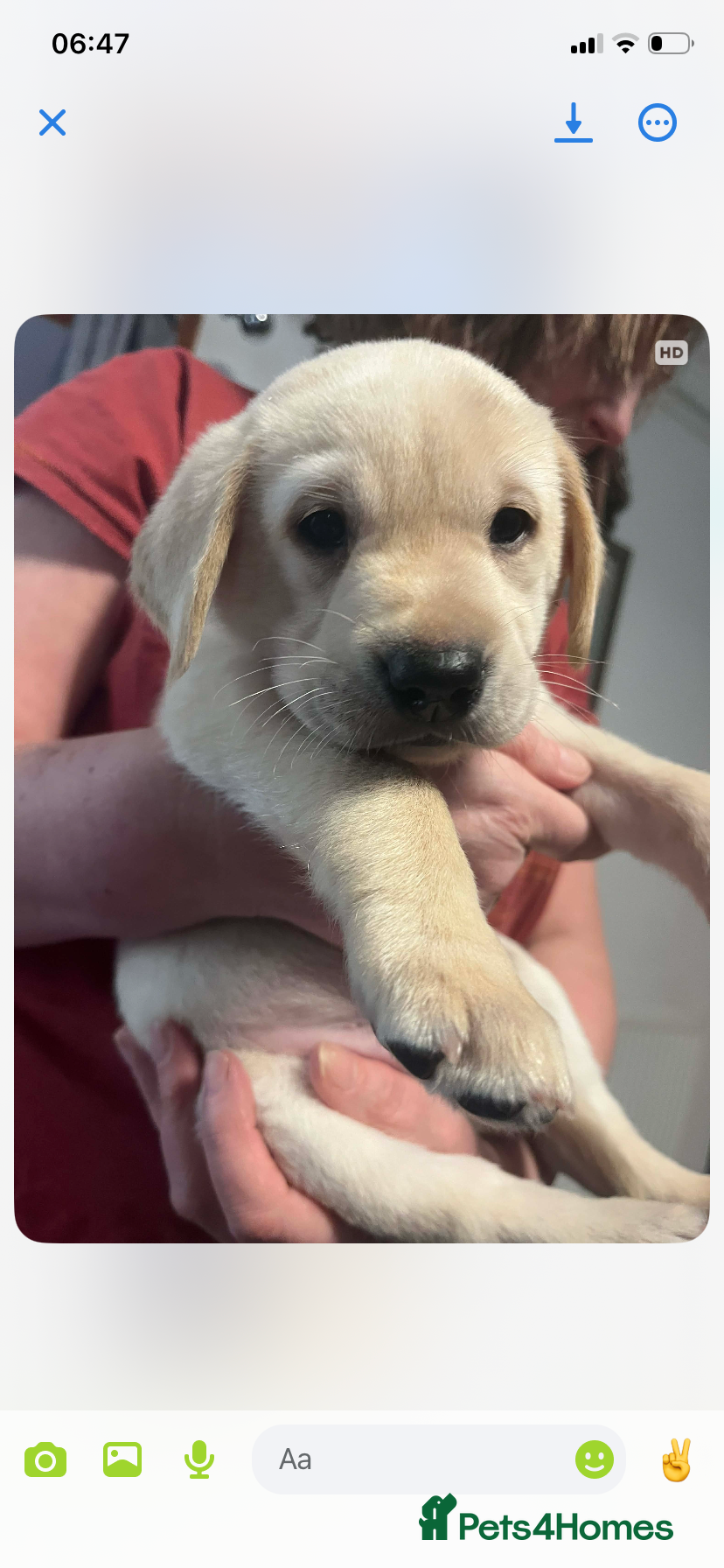 Labrador Retriever dogs KC reg Labrador retriever puppies for sale  - Advert 2