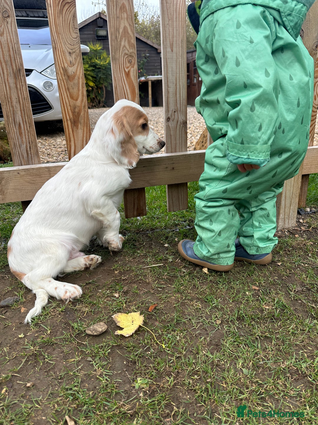 Cocker Spaniel dogs for sale: Working cocker spaniels puppies  - Image 28