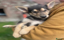 Mixed Breed dogs for sale: German Shepherd cross Malamute Puppies Ready Now  - Image 12