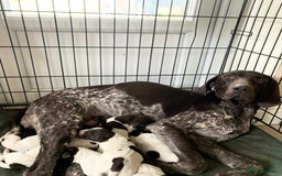German Shorthaired Pointer dogs for sale: ⭐ 6 adorable German shorthaired pointer puppies ⭐️ - Advert 7