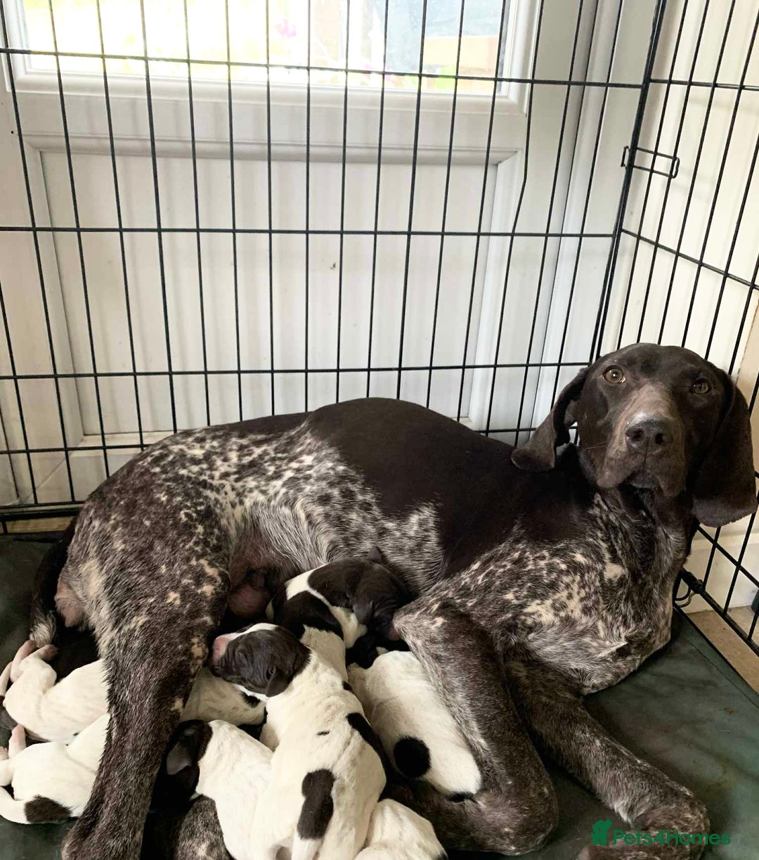 German Shorthaired Pointer dogs for sale: ⭐ 6 adorable German shorthaired pointer puppies ⭐️ - Advert 7