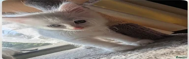 Maine Coon 1
