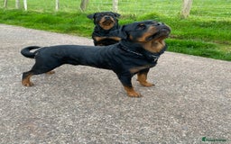 Rottweiler dogs for stud: Proven handsome ADRK KC registered Rottweiler  in Milford Haven - Image 19