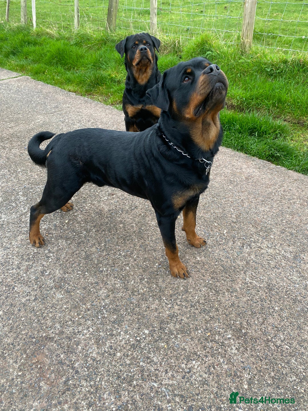 Rottweiler dogs for stud: Proven handsome ADRK KC registered Rottweiler  in Milford Haven - Image 19