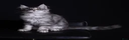 Maine Coon cats for sale: Pedigree maine coon kittens - Advert 10