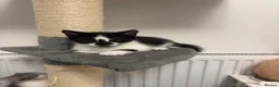 Mixed Breed cats for sale: Kittens for sale  in Luton - Advert 6