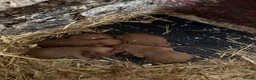Cocker Spaniel dogs for sale: Kc registered cocker spaniels - Advert 5