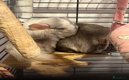 Chinchilla rodents for sale: Chinchillas for sale - Image 2