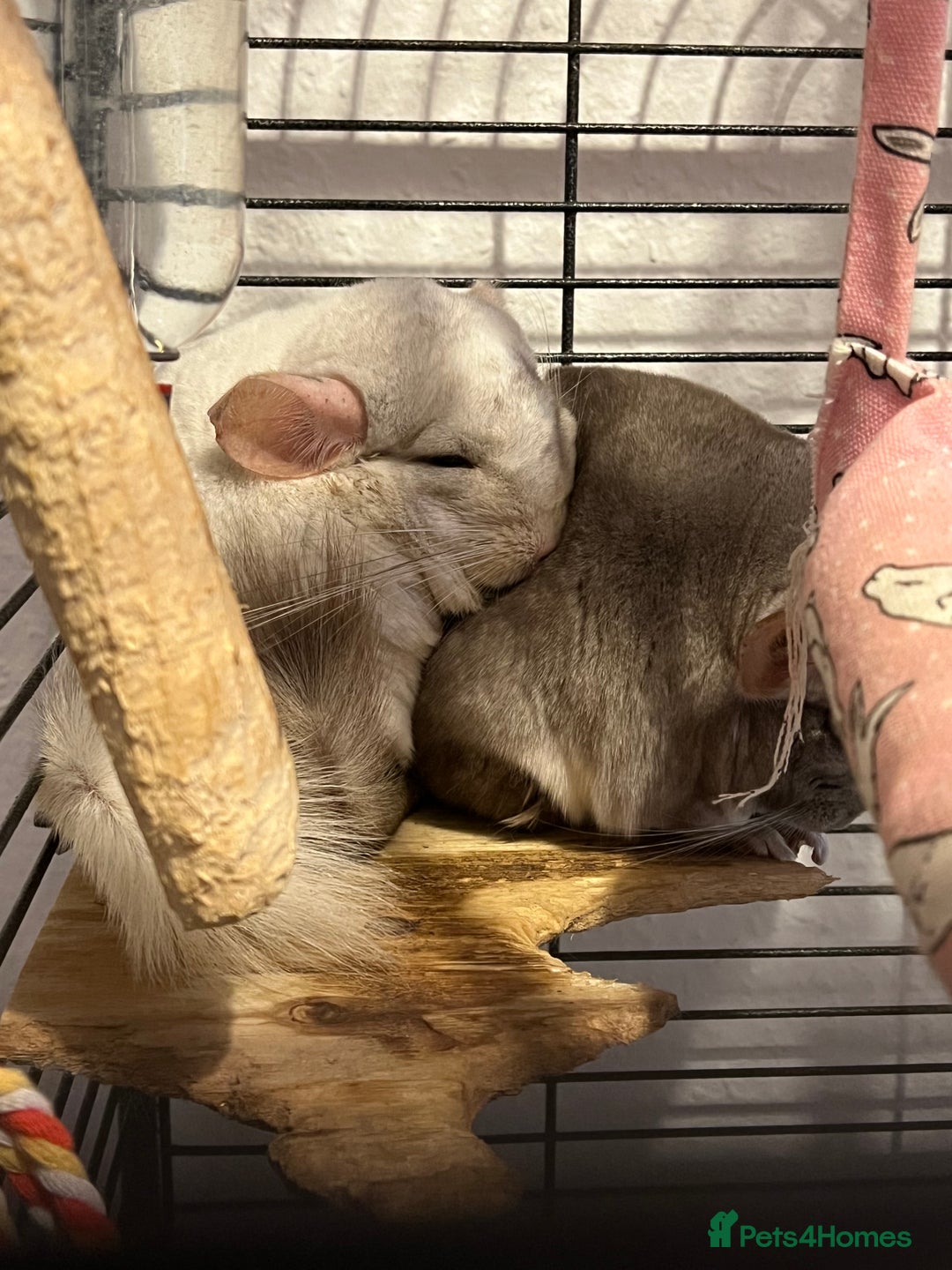 Chinchilla rodents for sale: Chinchillas for sale - Image 2