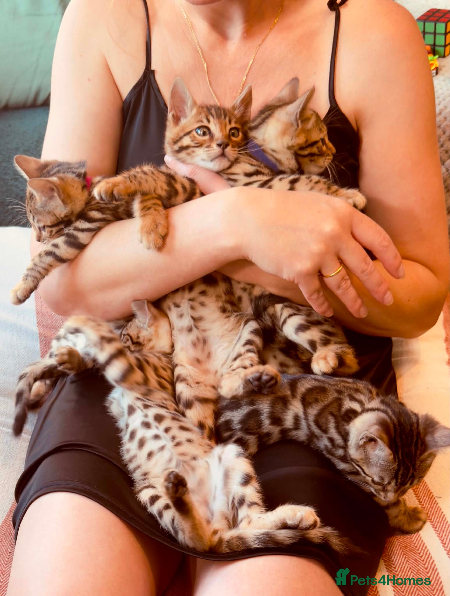 Bengal cats Pedigree Bengal Kittens Looking For Loving Homes - Advert 1