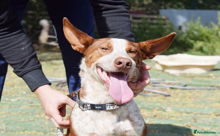 Ibizan Hound dogs - Advert 1