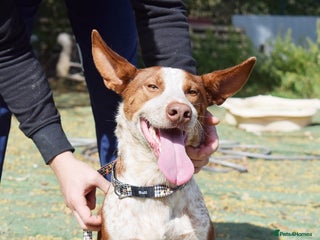 Ibizan Hound dogs - Advert 32