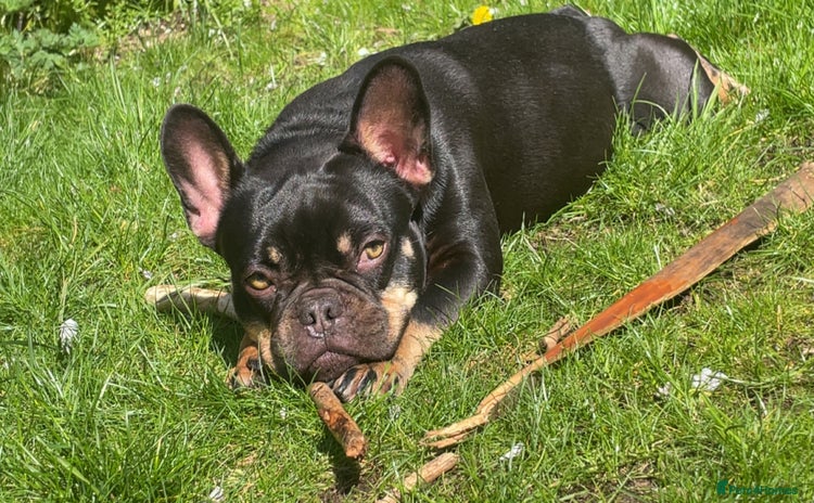 French Bulldog dogs - Advert 6