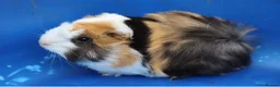 Guinea Pig rodents for sale: 3 Peruvian Baby Boars - Advert 6