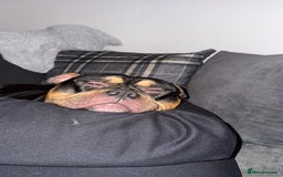 Mixed Breed dogs for stud: Pocket bully for stud  - Image 5