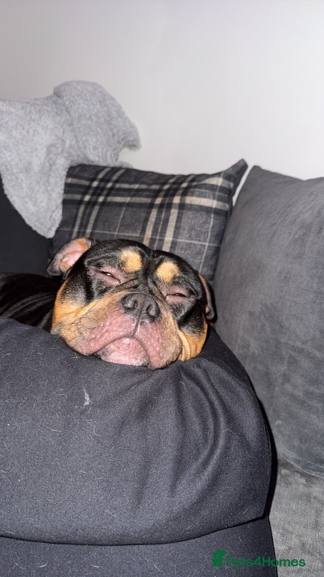 Mixed Breed dogs for stud: Pocket bully for stud  - Image 5