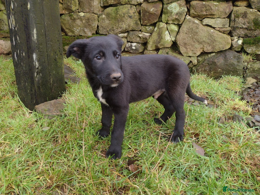 Mixed Breed dogs for sale: Collie X Sheepdog Puppies - Advert 5