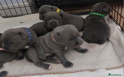 Staffordshire Bull Terrier dogs for sale: Blue Staffordshire Bull Terrier 🐶 Puppies 🐶 - Image 33