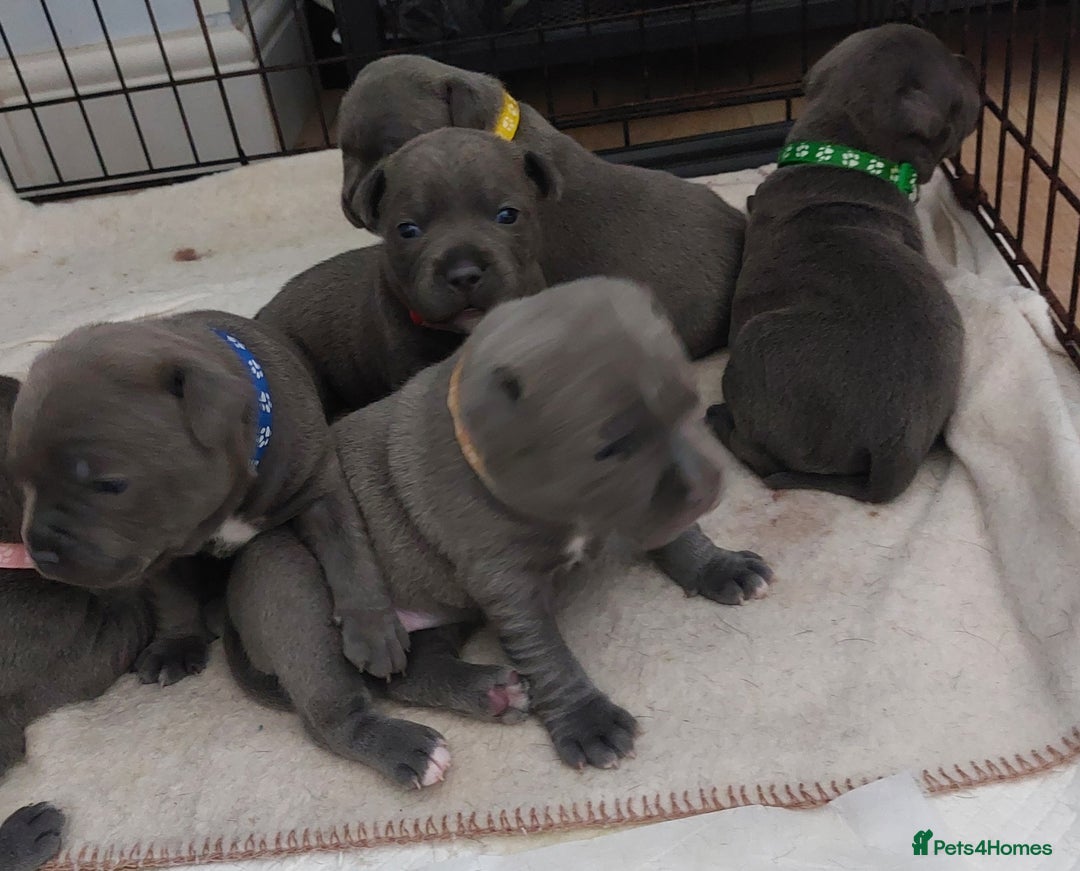 Staffordshire Bull Terrier dogs for sale: Blue Staffordshire Bull Terrier 🐶 Puppies 🐶 - Image 33