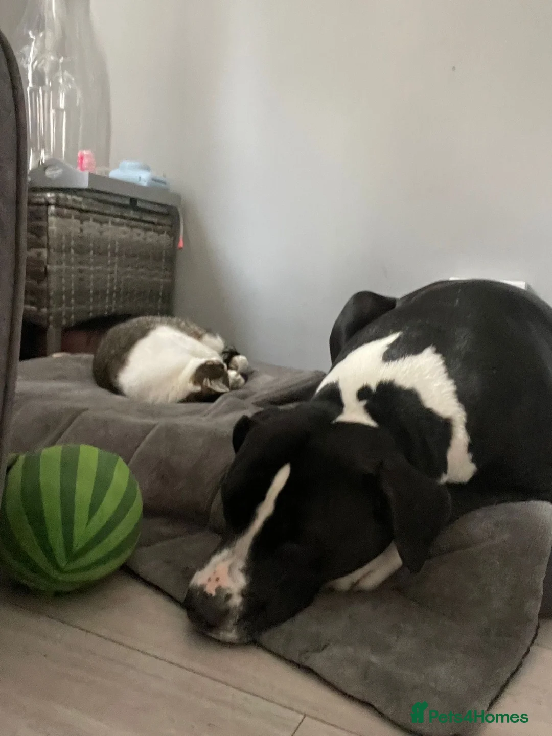 Mixed Breed dogs for sale: American Staffordshire bull terrier  - Advert 5