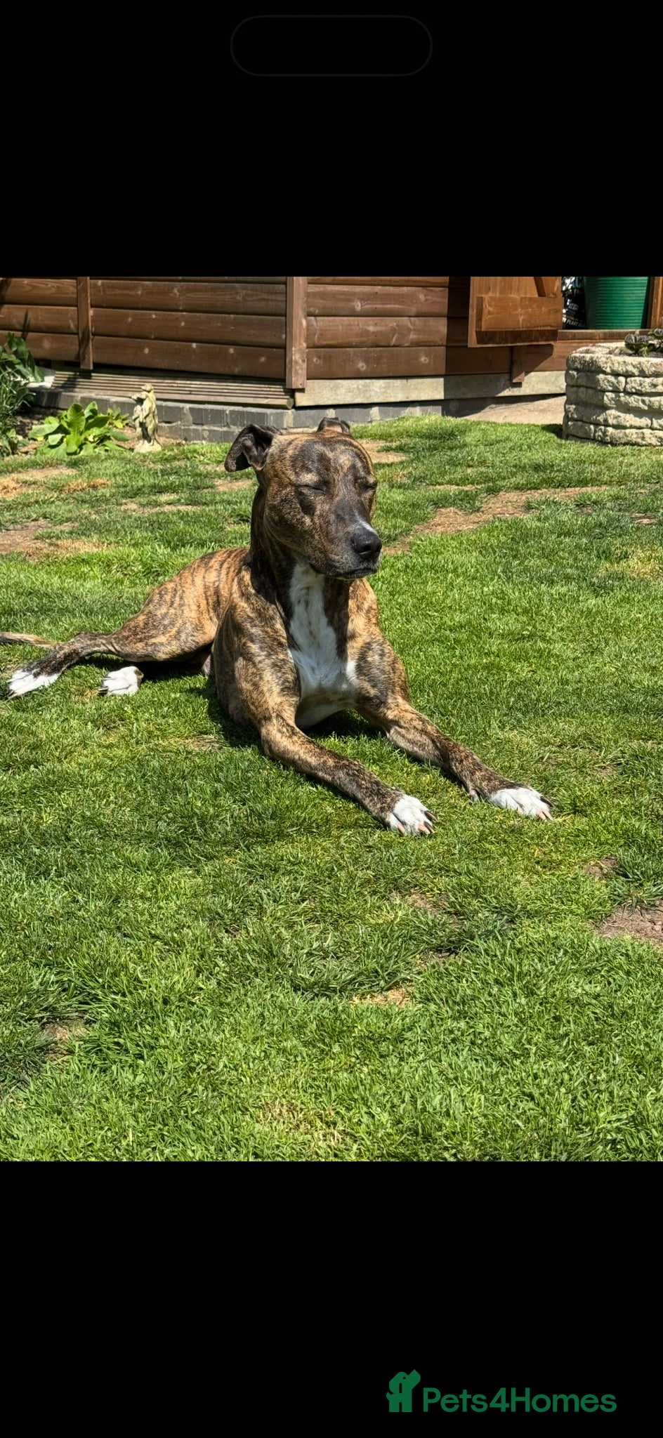 Lurcher dogs Bull lurchers ready to leave - Advert 10