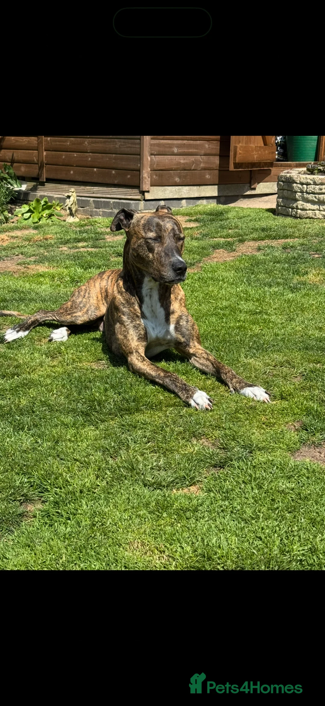 Lurcher dogs for sale: Bull lurchers ready to leave - Advert 1