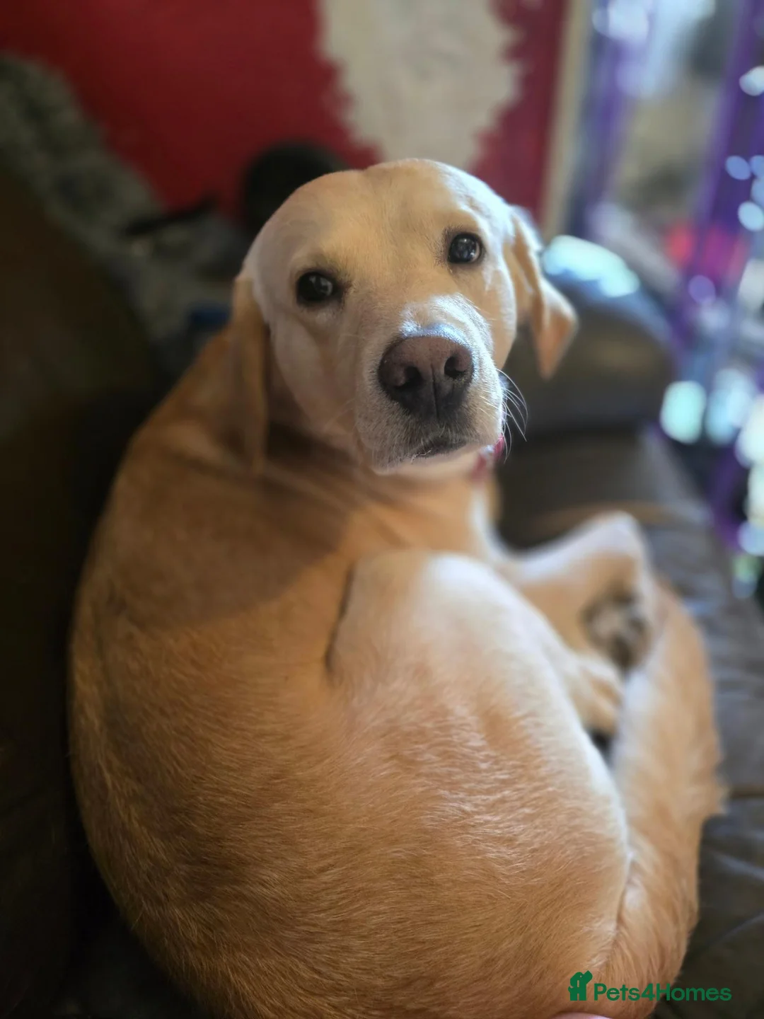 Mixed Breed dogs for sale: Chester is labrador retriever  in Newton Abbot - Advert 2